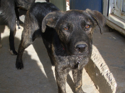 Χαρίζεται σκυλίτσα σκέτη γλύκα