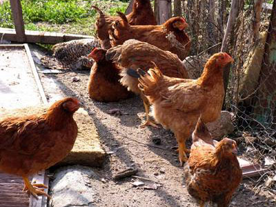 Νταλίκα κατέληξε σε… κοτέτσι!