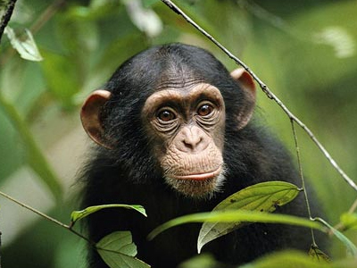 Σπάνιοι χιμπατζήδες απειλούνται από ηφαίστειο Σπάνιοι χιμπατζήδες απειλούνται από ηφαίστειο