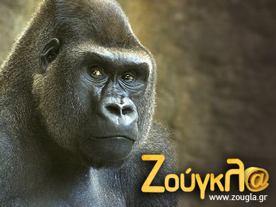 Sevgili türk okurlarina