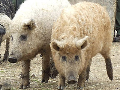 Γουρούνια ή πρόβατα;