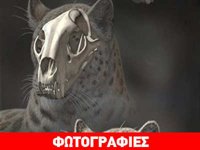 Θιβέτ: Ανακαλύφθηκε αρχαίο αιλουροειδές