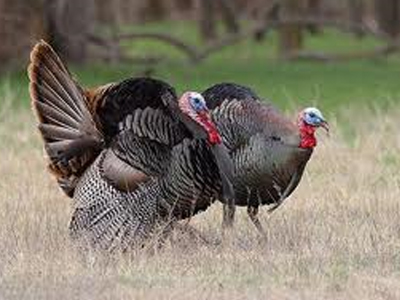 Ολλανδία: Γρίπη των πτηνών σε χιλιάδες γαλοπούλες