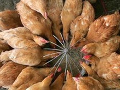 Ινδονησία: Κοριτσάκι 5 ετών το δεύτερο θύμα της γρίπης των πτηνών