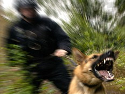 Αστυνομικός σκύλος επιτέθηκε σε 4χρονη