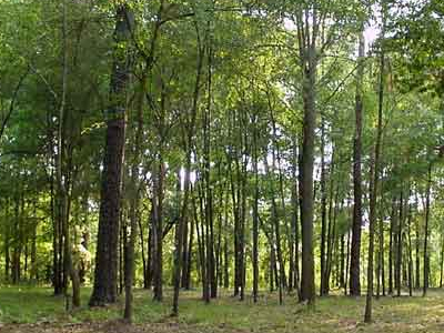 Νέος ειδικός γραμματέας δασών