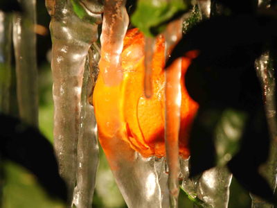 Αποζημιώνουν τους παραγωγούς
