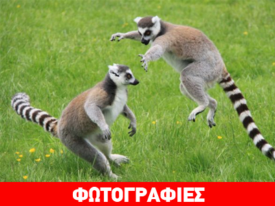 Όταν τα ζώα επιδίδονται σε ακροβατικά!