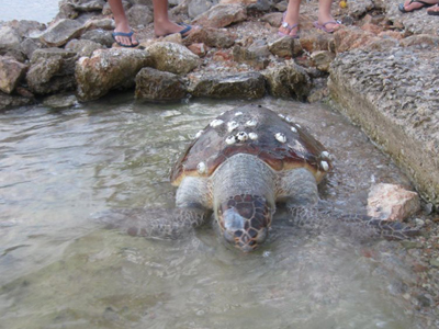Τρεις νεκρές καρέτα-καρέτα μέσα σε μία εβδομάδα στην Σαλαμίνα