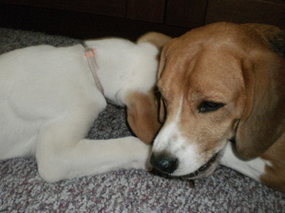 Καταζητείται στα Τρίκαλα για λιθοβολισμό κουταβιών