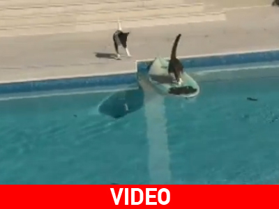 Γάτα γλιτώνει από σκύλο κάνοντας σερφινγκ