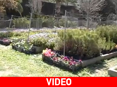 Πλημμύρισε το Ηράκλειο με λουλούδια και κρητικά αρώματα!