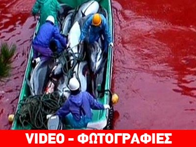 Φρικιαστικές εικόνες: Σφαγή εκατοντάδων δελφινιών στην Ιαπωνία