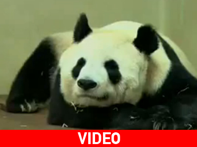 Εδιμβούργο: «Γεννητούρια» για γιγαντιαίο πάντα;