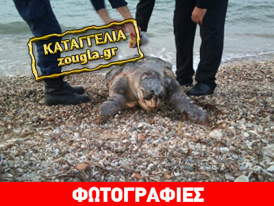 Αδιαφορία για τη νεκρή καρέτα-καρέτα