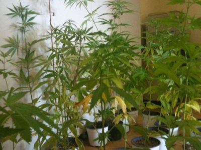 Θερμοκήπιο με… κάνναβη