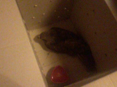 Έσωσαν τραυματισμένο γεράκι