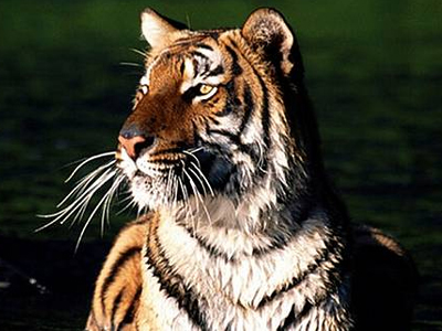 Διασώθηκαν τιγράκια-θύματα λαθρεμπόρων