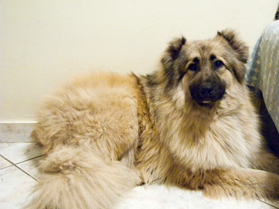 Χάθηκε η Μπαλού