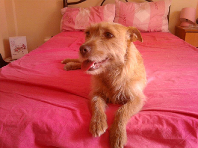 Ψάχνει για σπίτι