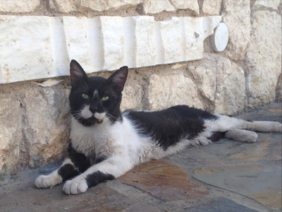 Χάθηκε ο γατούλης!