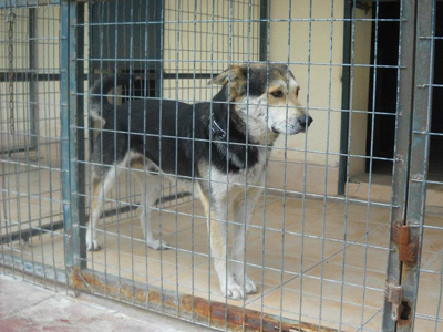 Ιάσωνας ο φύλακας