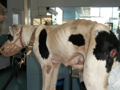 Οριστική αφαίρεση της κατοχής ιδιόκτητου ζώου