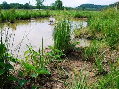 Κρήτη: Προστασία υγροτόπου στο Καλό Χωριό
