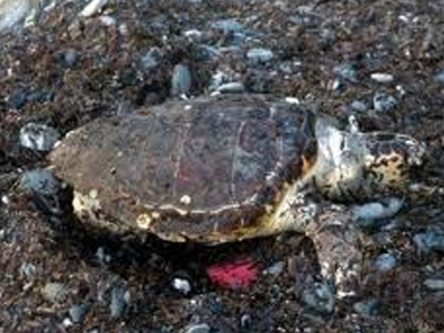 Εκβράστηκαν τέσσερις αποκεφαλισμένες χελώνες στον Αμβρακικό