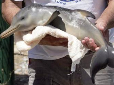 Νεογέννητο δελφίνι στην παραλία Κάτω Άσσου