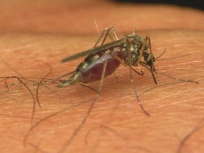 Προληπτικά μέτρα για τον ιό του Δυτικού Νείλου