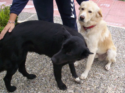 Κυκλοφορούν αδέσποτα στο Ναύπλιο