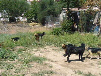 Ζητούν βοήθεια για να στειρώσουν αδέσποτα