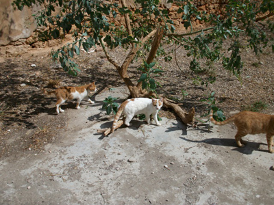Βοηθήστε τις γατούλες της οδού Πατησίων 290
