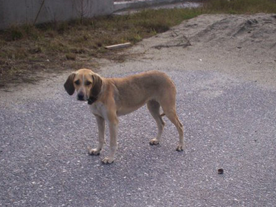 Οι αρμόδιοι δεν αναλαμβάνουν τις ευθύνες τους απέναντι στ’ αδέσποτα
