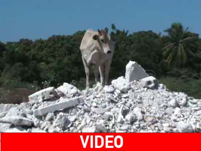 Στην Αϊτή δεν υποφέρουν μόνο οι άνθρωποι Στην Αϊτή δεν υποφέρουν μόνο οι άνθρωποι