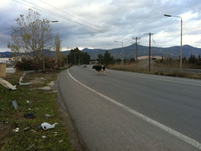Οι αγελάδες πληρώνουν διόδια;
