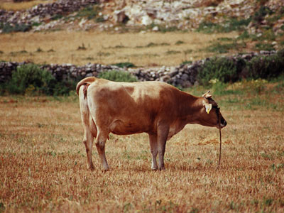 Έκλεψαν μοσχάρι