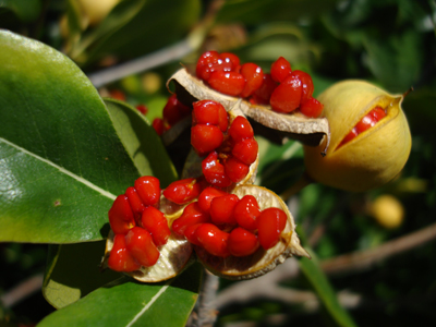 Εθελοντές πρασίνου στον Δήμο Νότιας Κυνουρίας