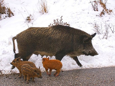 Λαθροθήρες εν δράσει