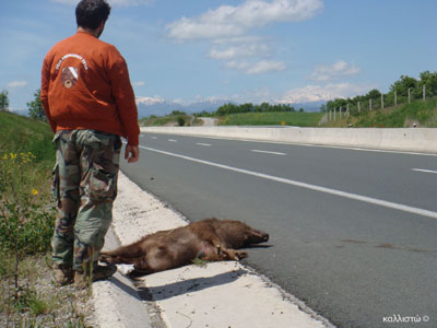 Σκοτώθηκε αγριογούρουνο στην Εγνατία Οδό
