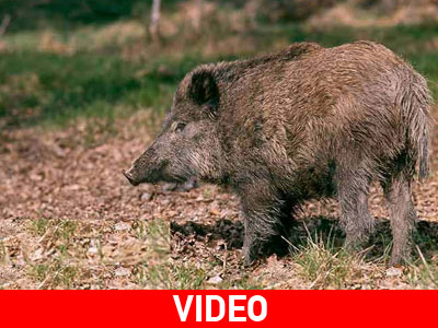 Κυνήγι χόμπι;