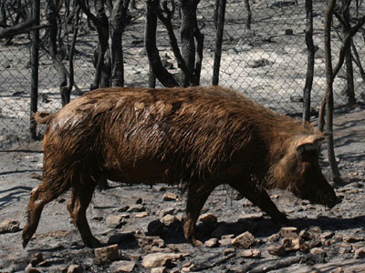 Οδηγός ταξί χτύπησε… αγριογούρουνο