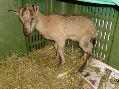 Χτύπησαν μικρό αίγαγρο