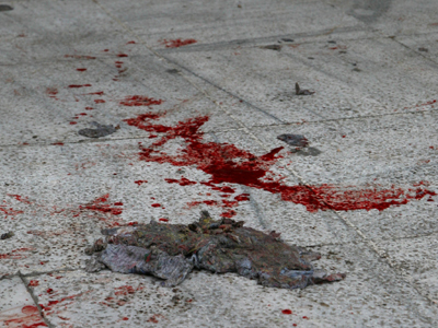 Οδηγός – κτήνος έσερνε σκυλιά πάνω στην άσφαλτο