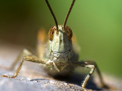 Ακρίδες στη Ρόδο