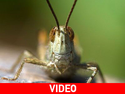 Ακρίδες τρώνε τις καλλιέργειες στη Ρόδο