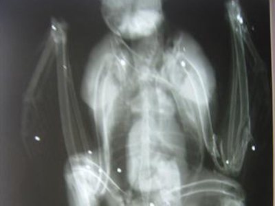 Δεκάδες πουλιά θύματα κουμπουροφόρων