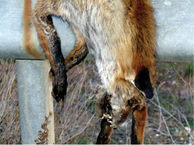 Κρέμασαν σε στηθαίο δρόμου μια αλεπού