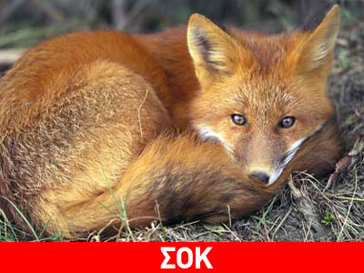 Έκοψαν τις ουρές των αλεπούδων